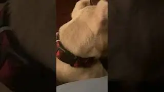 #funny #puppy #love