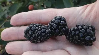Ежевика 
