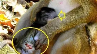 Poor newborn Janet got lovely monkey Bonita need groom| Poor newborn Janet so cute warn up by Bonita