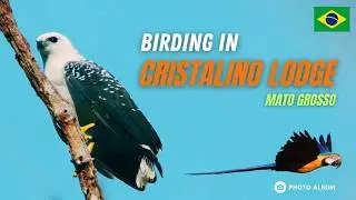 Birding in Cristalino Lodge - Mato Grosso - Brazil July 2009