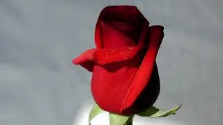 YAGZON - QIZIL ATIRGUL 🌹🌹🌹!!!! ЯГЗОН - КИЗИЛ АТИРГУЛ !!!!
