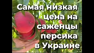 The lowest price for peach seedlings in Ukraine