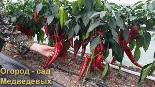 Завершение сезона выращивания перцев