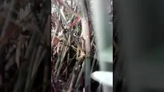 Waooooo menap jupka cari dapt yg sejajar