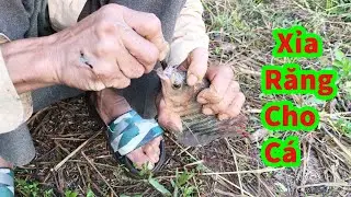 Sáng Sớm Bố Rủ Xuống Câu Cá