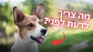 אימוץ כלבים - מה צריך לדעת לפני שמביאים כלב?