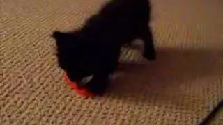 Little Dewey/Oliver
