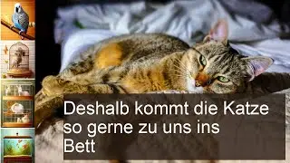 Drei Gründe, warum die Katze im Bett schläft