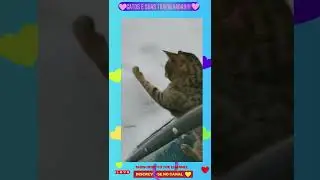 Gatos e suas atrapalhadas!!!  🤣 #shorts (cute cats🥰)