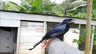 Srigunting borneo muda jinak dan sehat