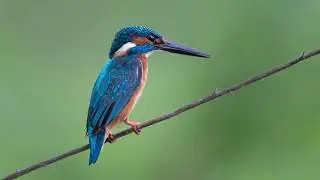 KingFisher