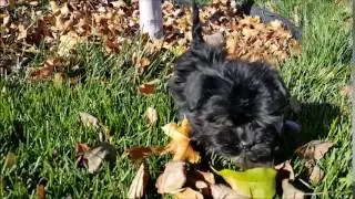 Nala the Havanese Puppy