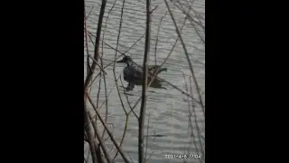 Охота на утку 3  Сентябрь 23г
