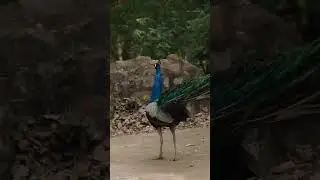 Peacock🦚 in natural habitat||Peacock call||#shorts #peacock #habitat #call