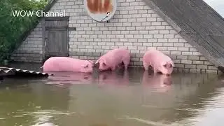 Так выглядит сейчас Корсунка 😡