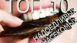 ТОП 10 НАДОЕДЛИВЫХ НАСЕКОМЫХ