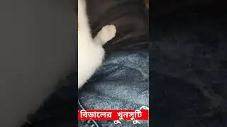 বিড়ালের খুনসুটি #ভাইরাল_ভিডিও #বিড়ালেরবাচ্চারখাবার #বিড়ালেরভিডিও #cat