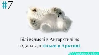 11 цікавих фактів про Антарктиду природа та фауна континенту