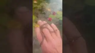 природа дома