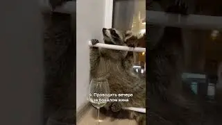 Почему енот Тема не может жить в дикой природе?