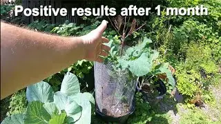 Electroculture Gardening After One Month