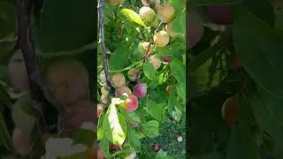 слива.для зрительницы.сорт неизвестен