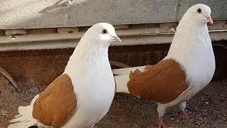 Голуби. #голуби #pigeon