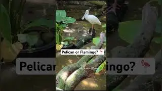 Pelican or Flamingo? what’s this? You're better than the rest! #shorts #zoo