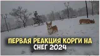 ПЕРВАЯ РЕАКЦИЯ  КОРГИ НА СНЕГ 2024