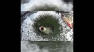 А вот и КАРП ПОДОШЁЛ