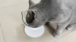 Makerfire Cat Bowl with Stand Cat Feeders Food and Water Bowls Reduce Neck Pain for Cats and Small D