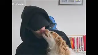 I don't want to be a FA anymore i just want to be a dog.