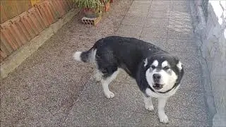 Alaskan Malamute welcomes home her hu-mum with 