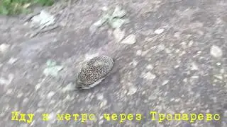 Ёжик на тропинке