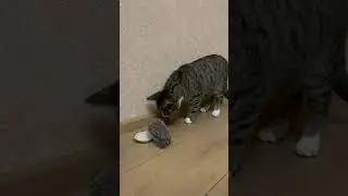 Ежик в тумане