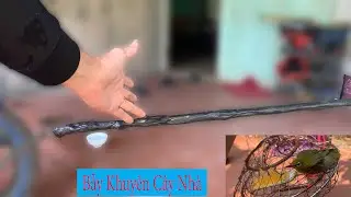 Trapping Birds with Glue and Trapping Birds on Trees at Home // Chiến Ôi