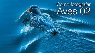 Como fotografar Aves 02