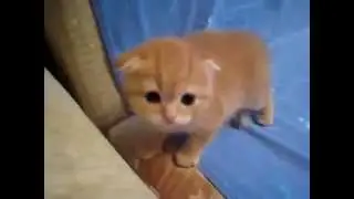 Ути пусичка новинка Приколы funny videos