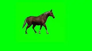 Green Screen Horse Different Walking And Runs | Horse Different Moments