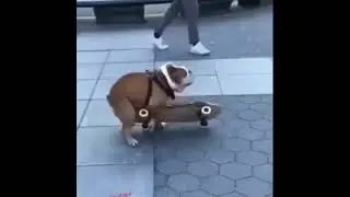 dog