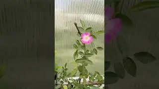 Расцвела «БАЛЕРИНА» #розабалерина #rose #розы #козыврозах #саженцыроз #дача #rozovierozi