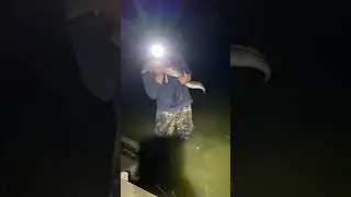 The Record Eel!