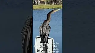 Cormorán  “ Martín pescador”