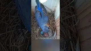 Such a good Mama 🥲🐣🪺 #bluebirds #mamabird #birdslover #floridabirds #nest #babybird #nestingbox