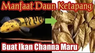 MANFAAT DAUN KETAPANG UNTUK IKAN CHANNA MARU SUPAYA BAGUS