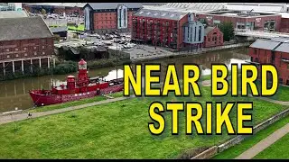 Near Bird Strike