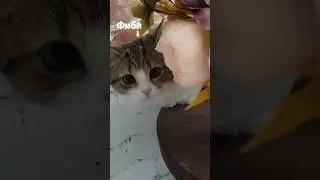 Крошке Фиби нужен дом. котенок в Ессентуках, возможен переезд в другой город. +79187799337
