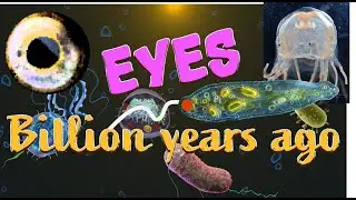 Visual Witness - How were eyes a billion years ago?