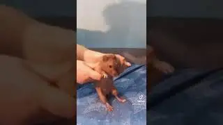 Танцы в трусиках жопы жопы жопы 😂
