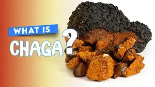 The Amazing Benefits of Chaga Mushroom  Nature's Powerful Antioxidant and Immune Booster